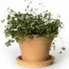 Sturehofs Krukmakeri Presenttips|Blomkrukor & Vaser|Kruka Sturehof - Liljencrantz 20 cm